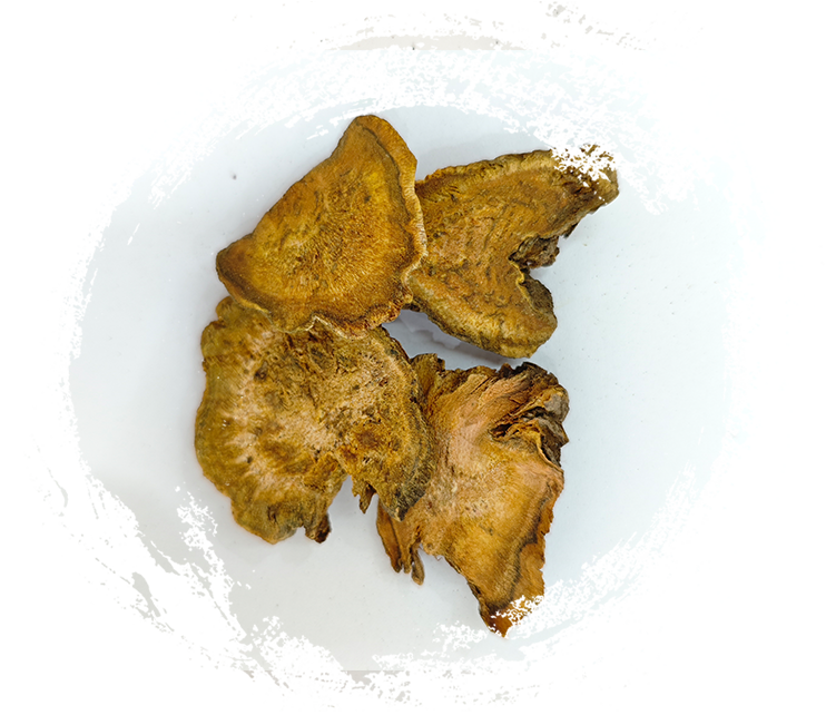 深入研究中藥中藥用植物的用途