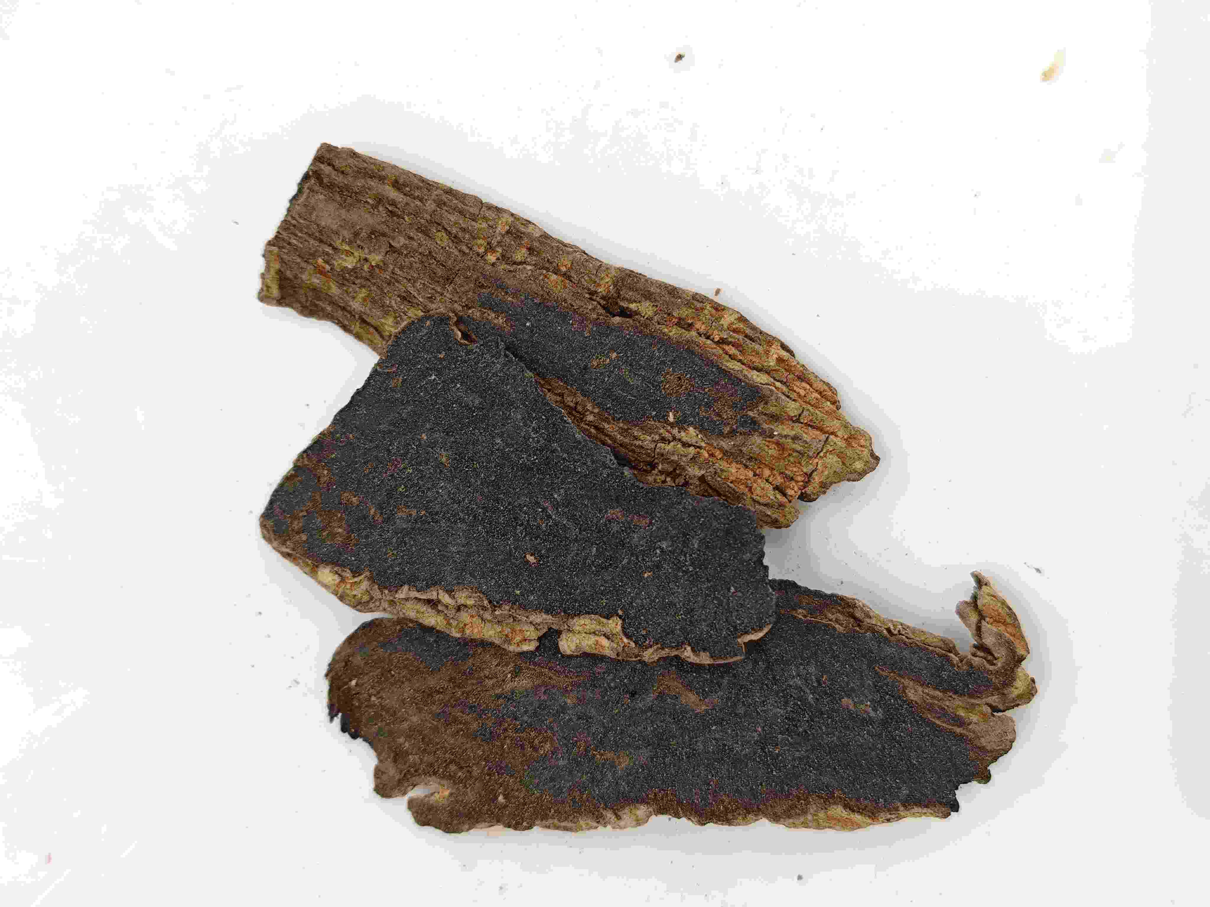 玄參（Xuanshen）