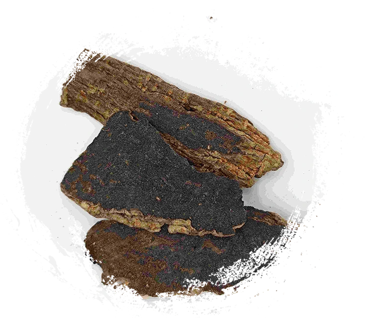 玄參（Xuanshen）