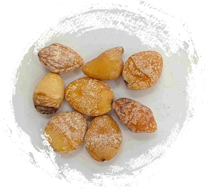 白果仁（Bai Guo Ren）