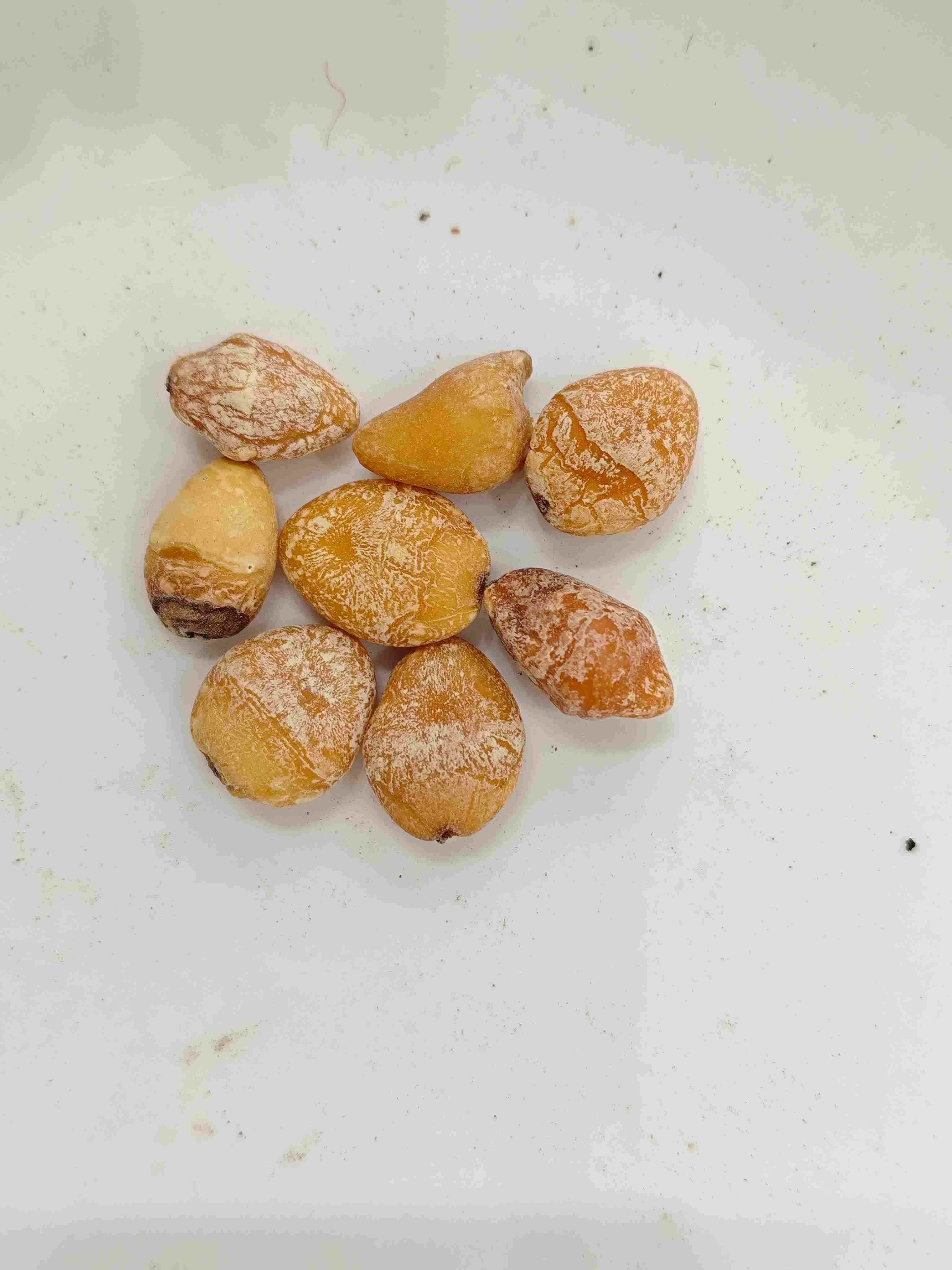 白果仁（Bai Guo Ren）