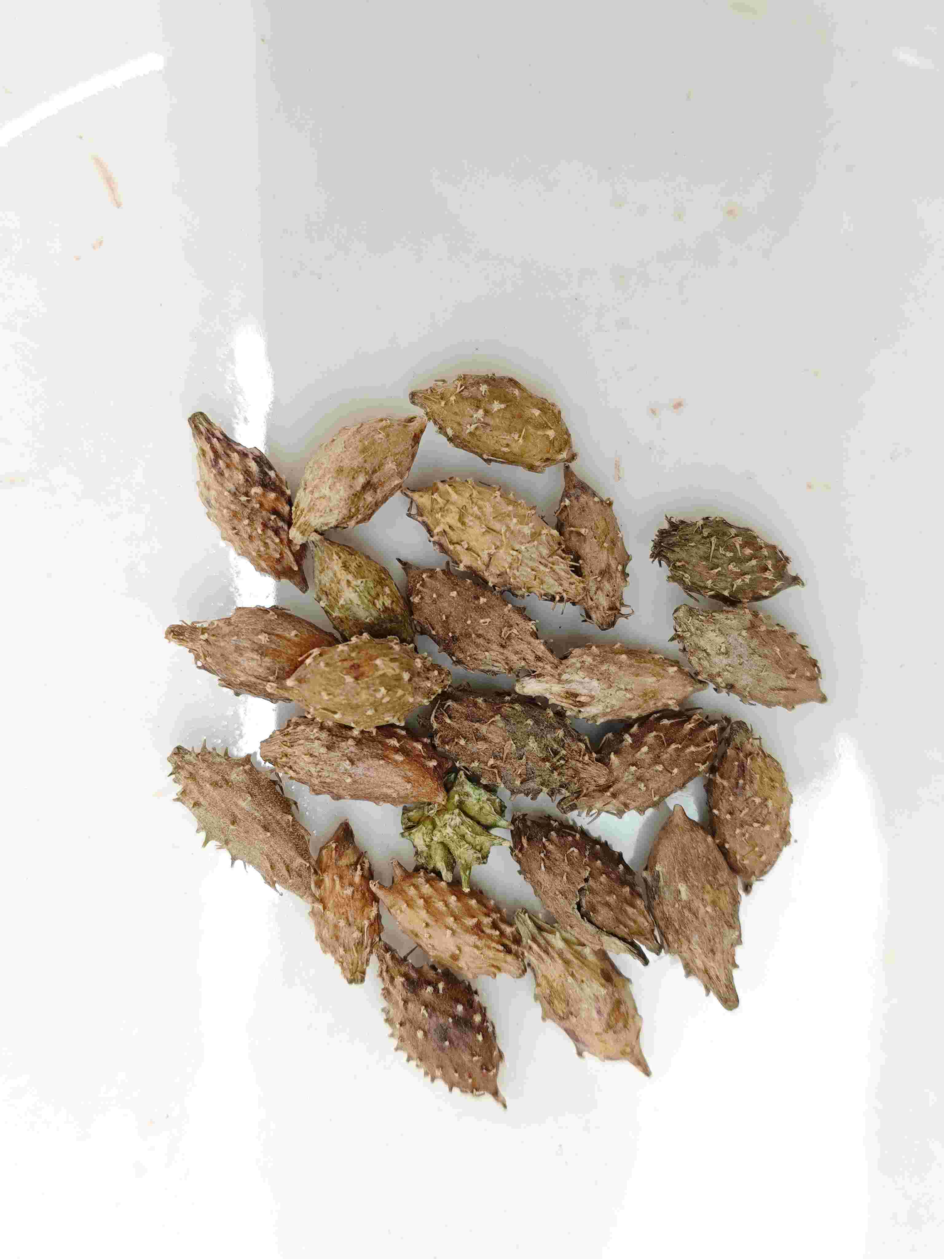 蒼耳子（cāngěrzǐ）