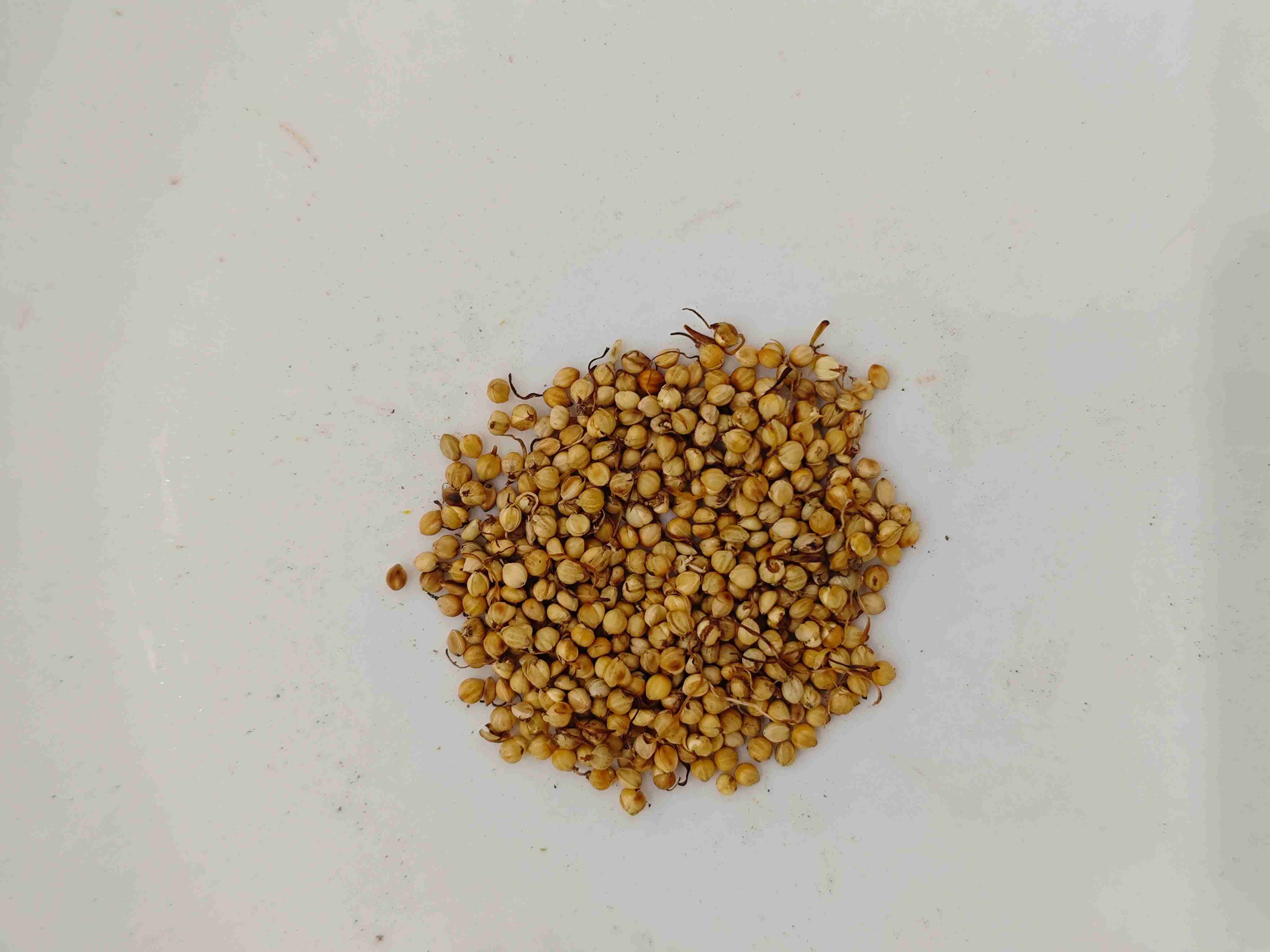 炒穀芽（chǎogǔy&aacute;）