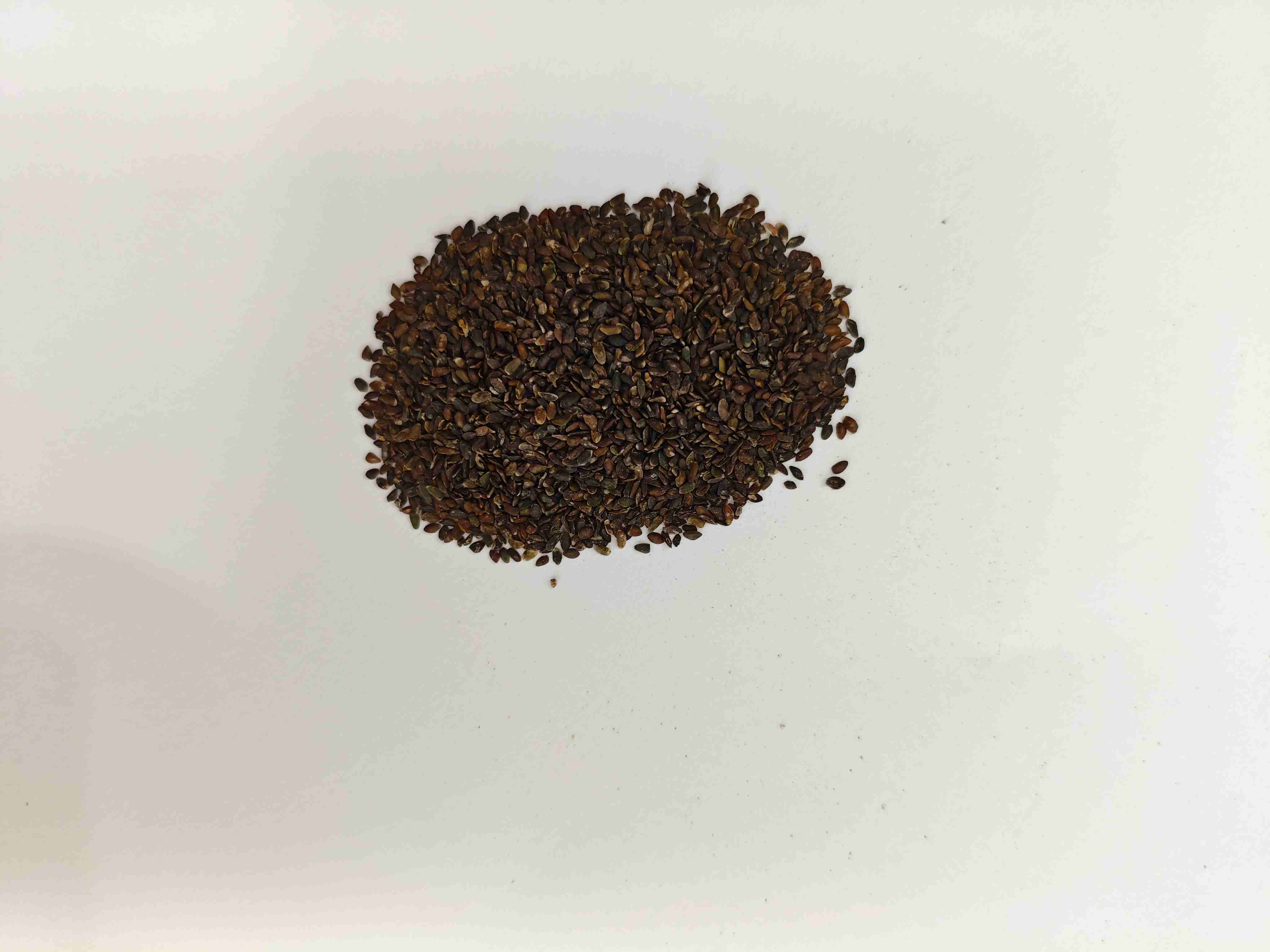 車前子（Cheqianzi）