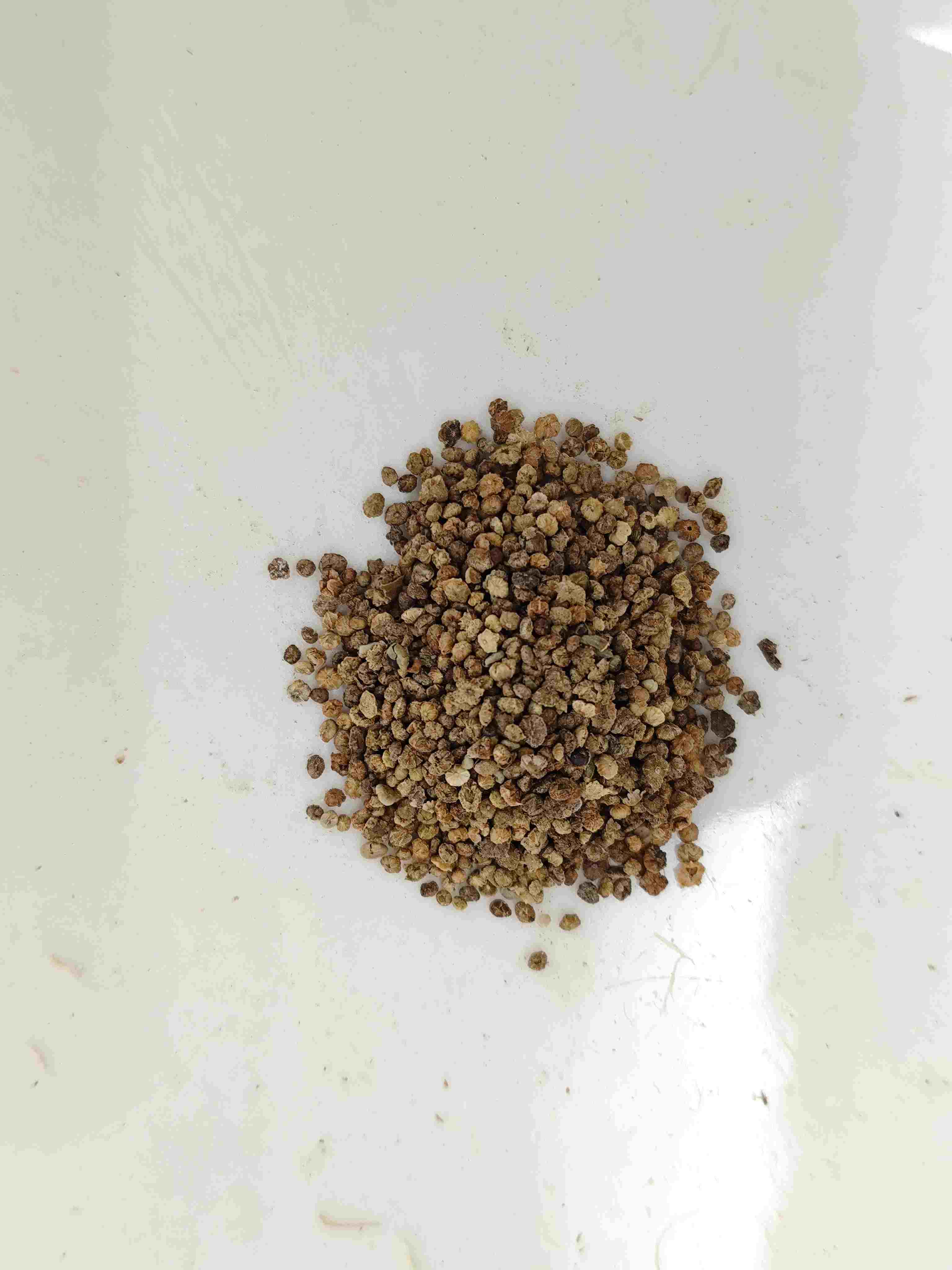 地膚子（Difu Zi）