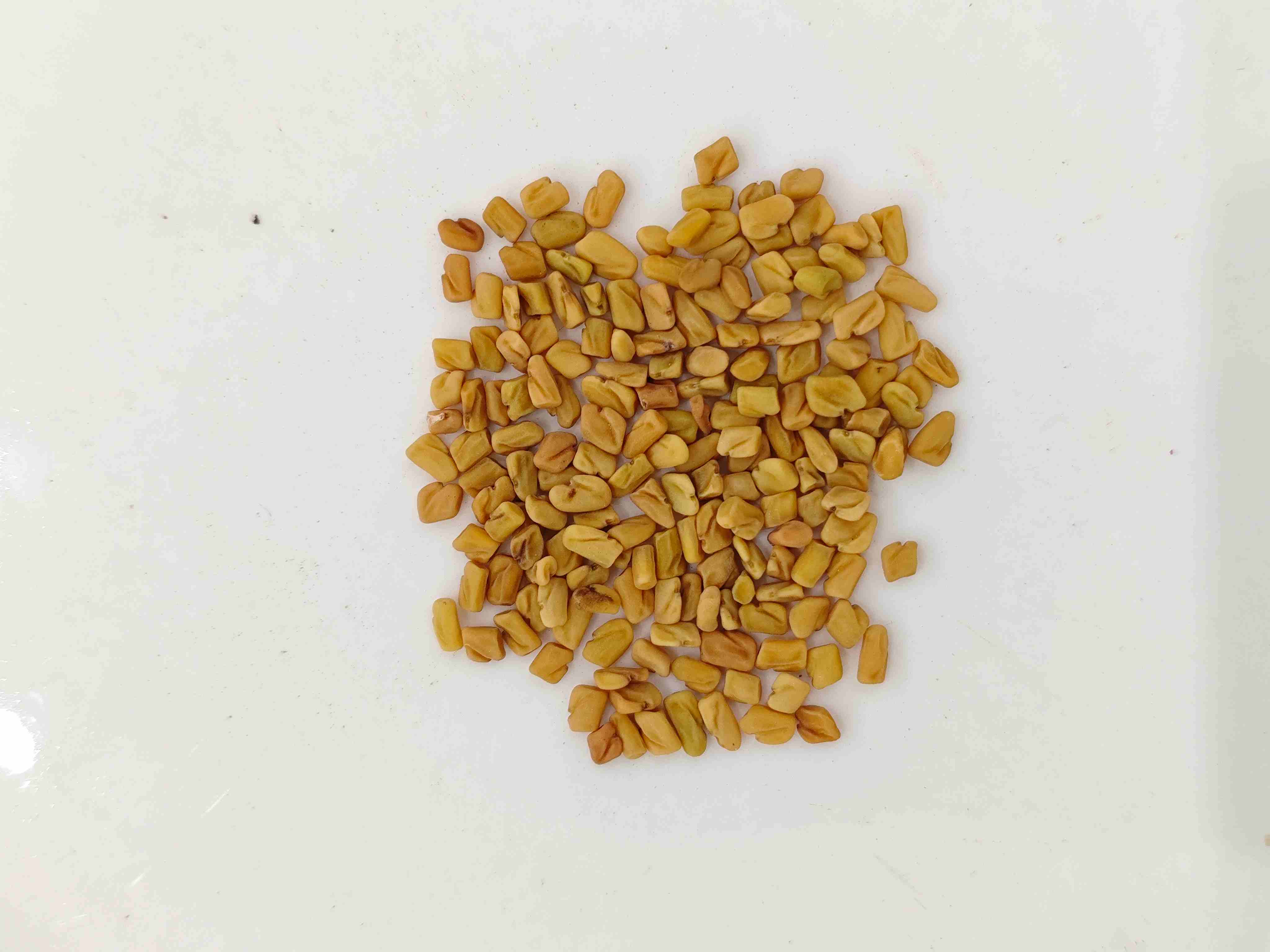 葫蘆巴（H&uacute;l&uacute;bā）