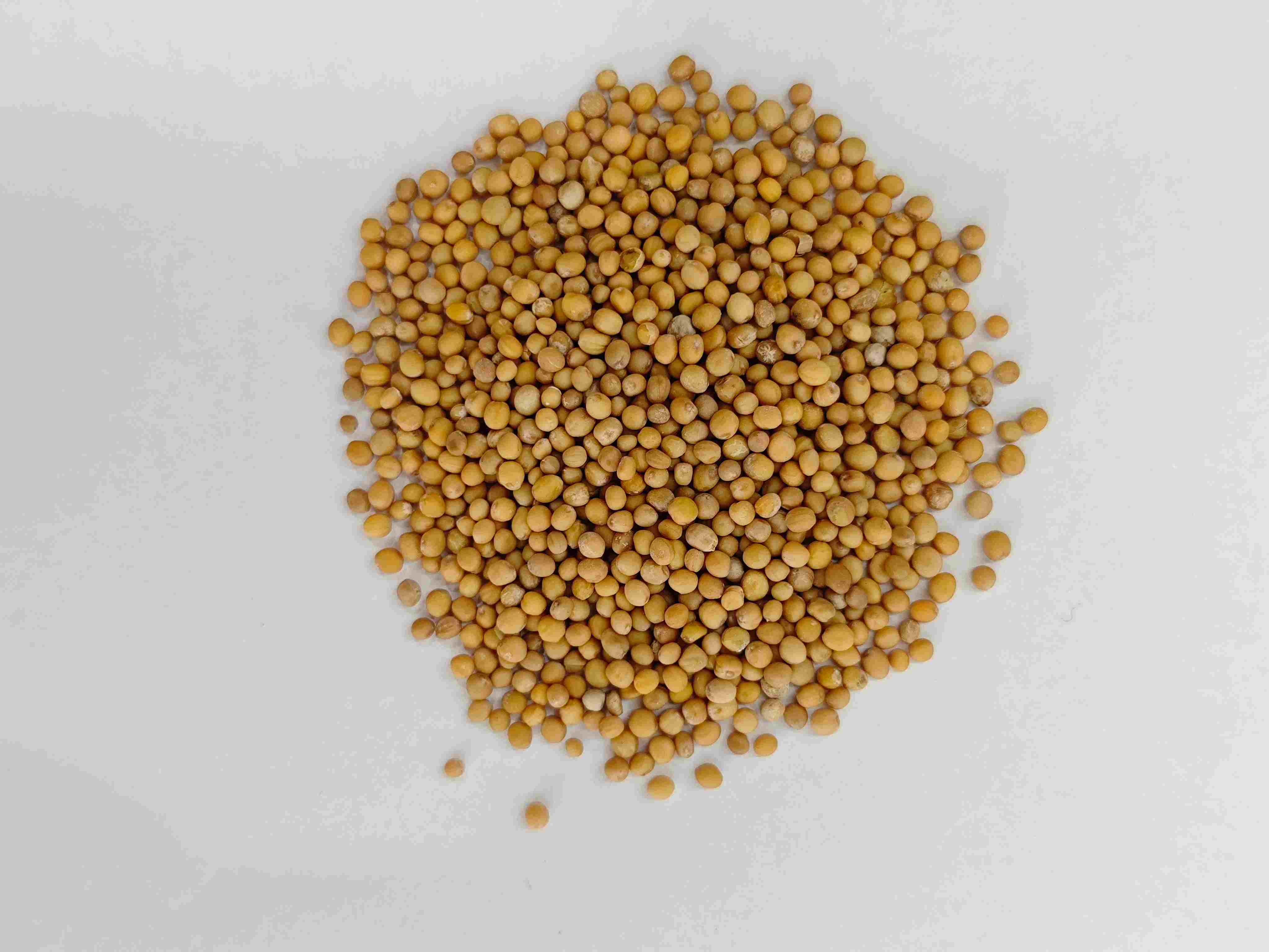 芥子（ji&egrave;zǐ）