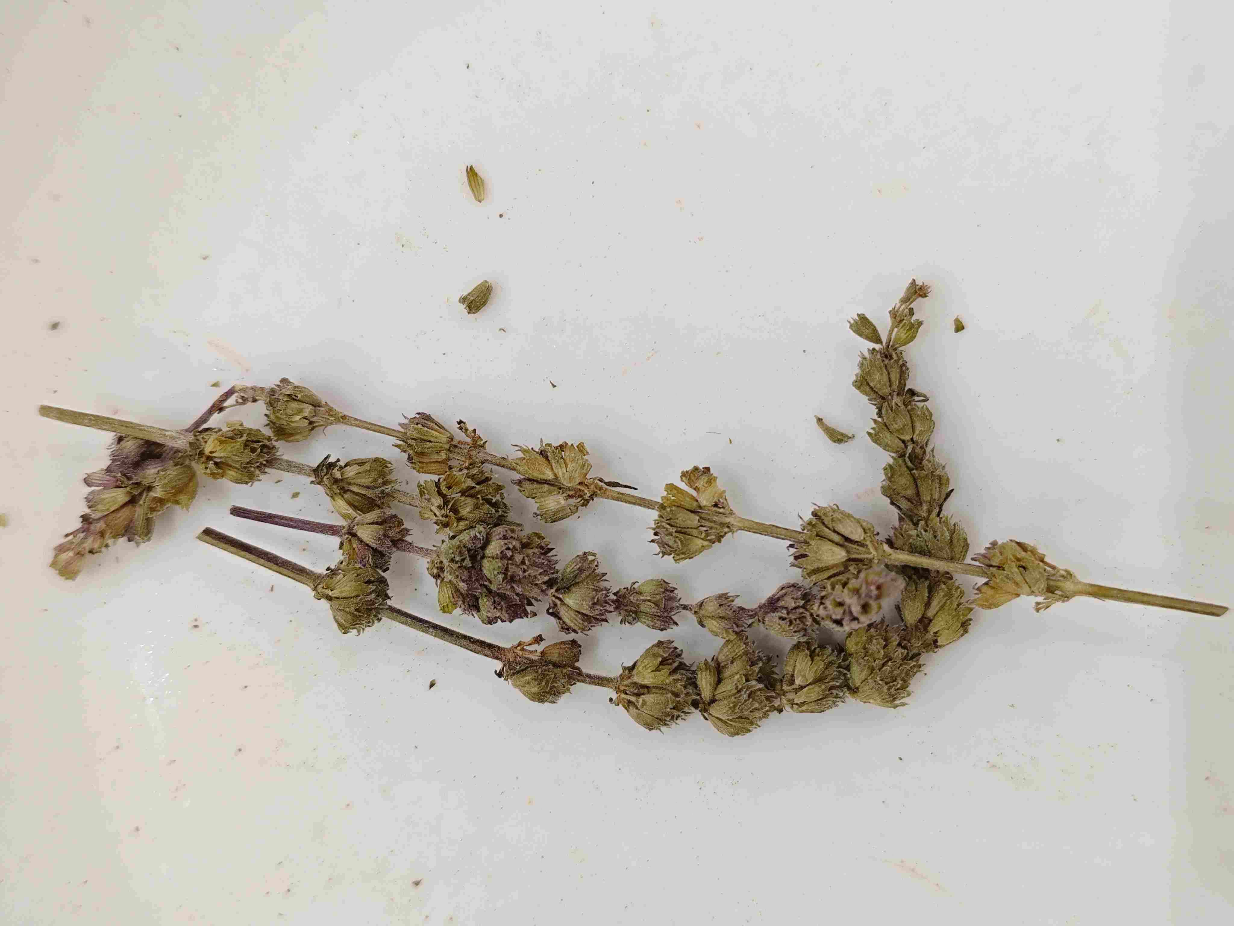 荊芥穗（jīngji&egrave;su&igrave;）