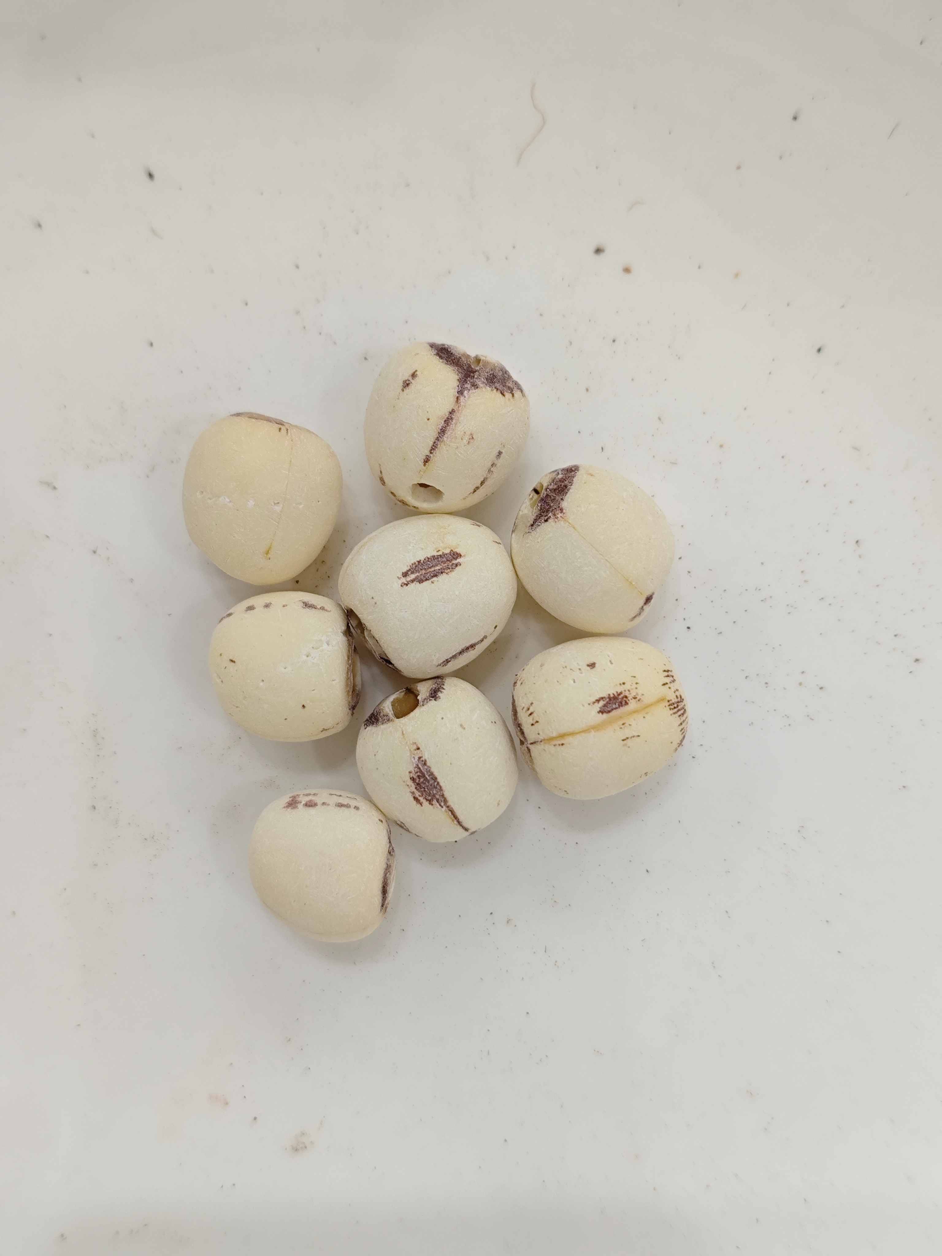 蓮子（li&aacute;nzǐ）