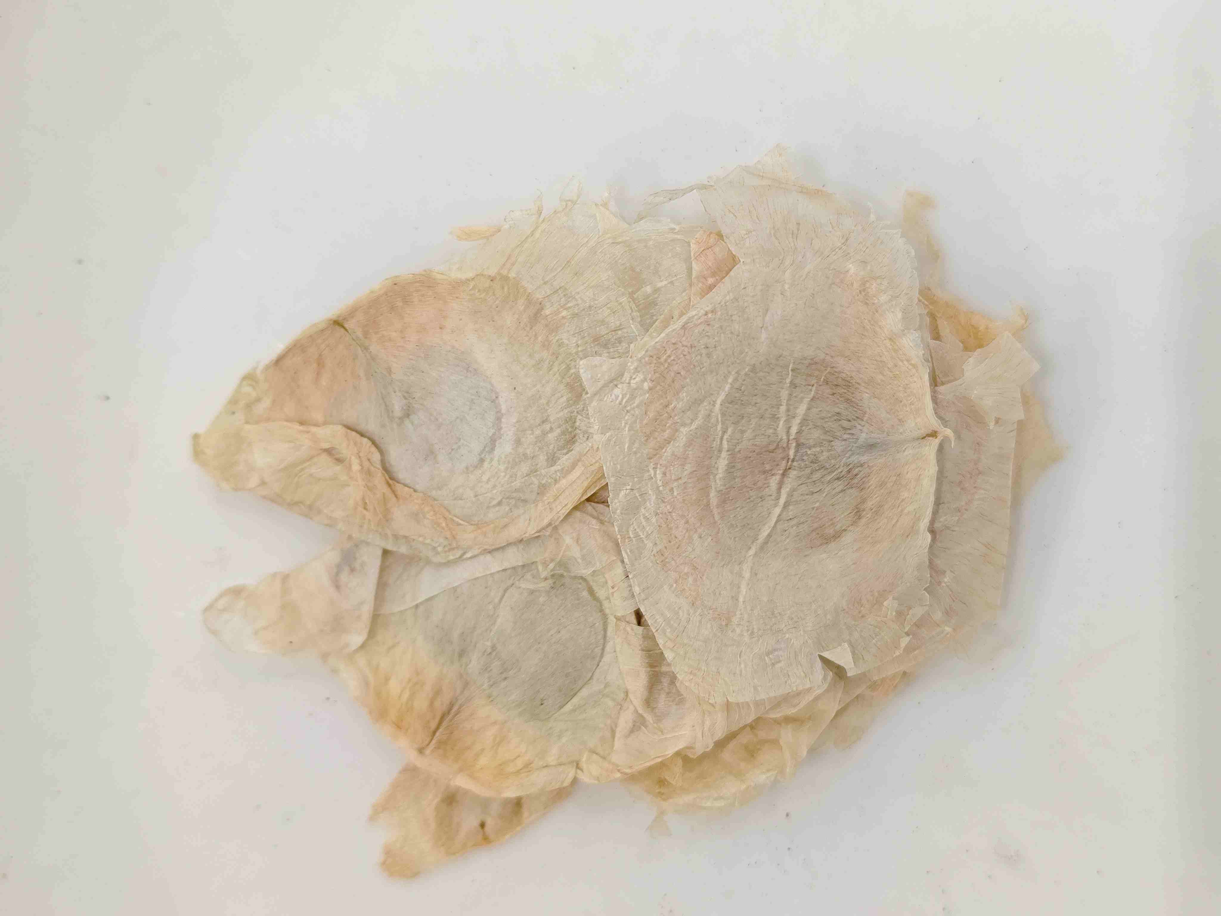 木蝴蝶（m&ugrave;h&uacute;di&eacute;）