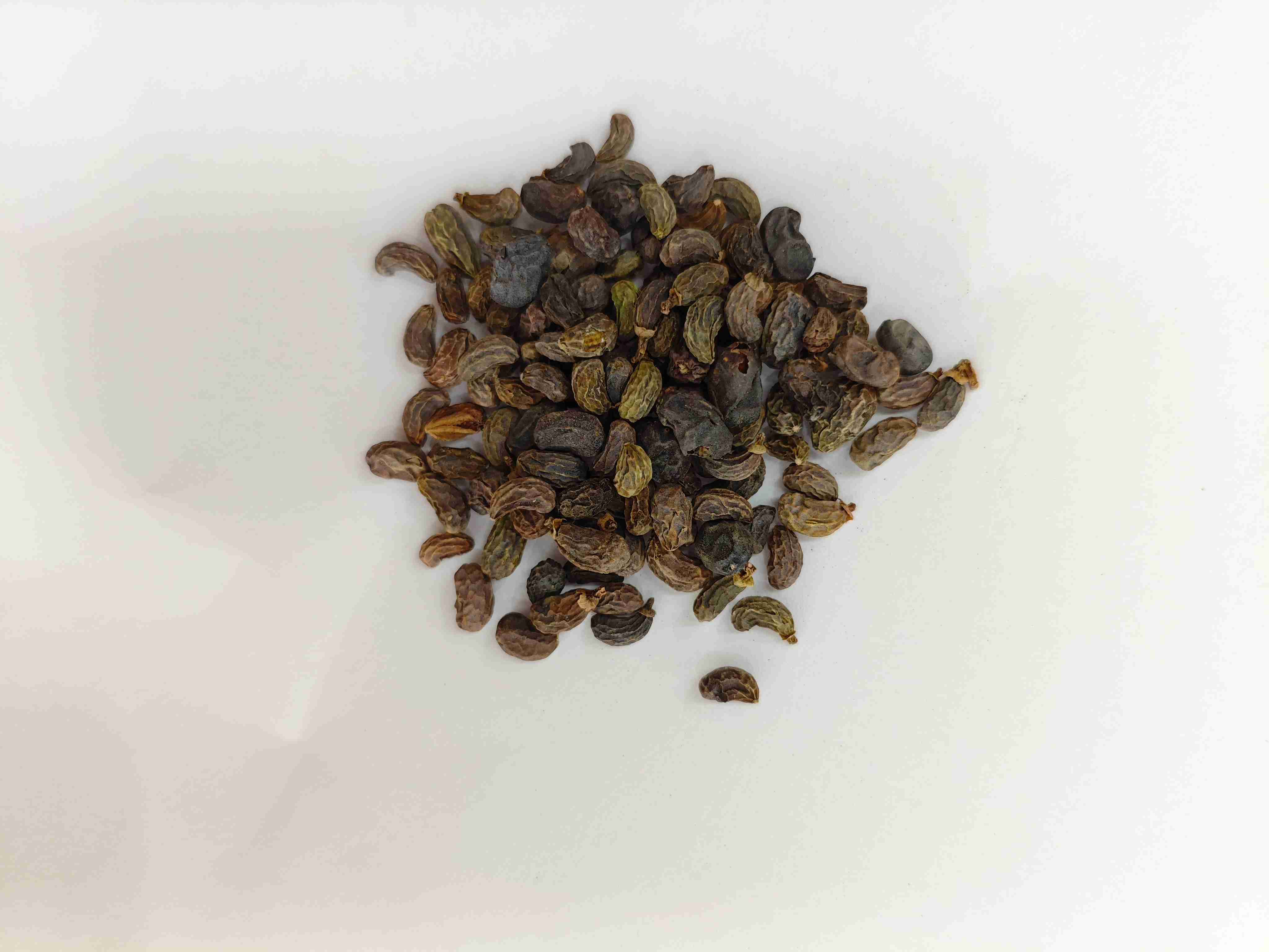 女貞子（nǚzhēnzǐ）