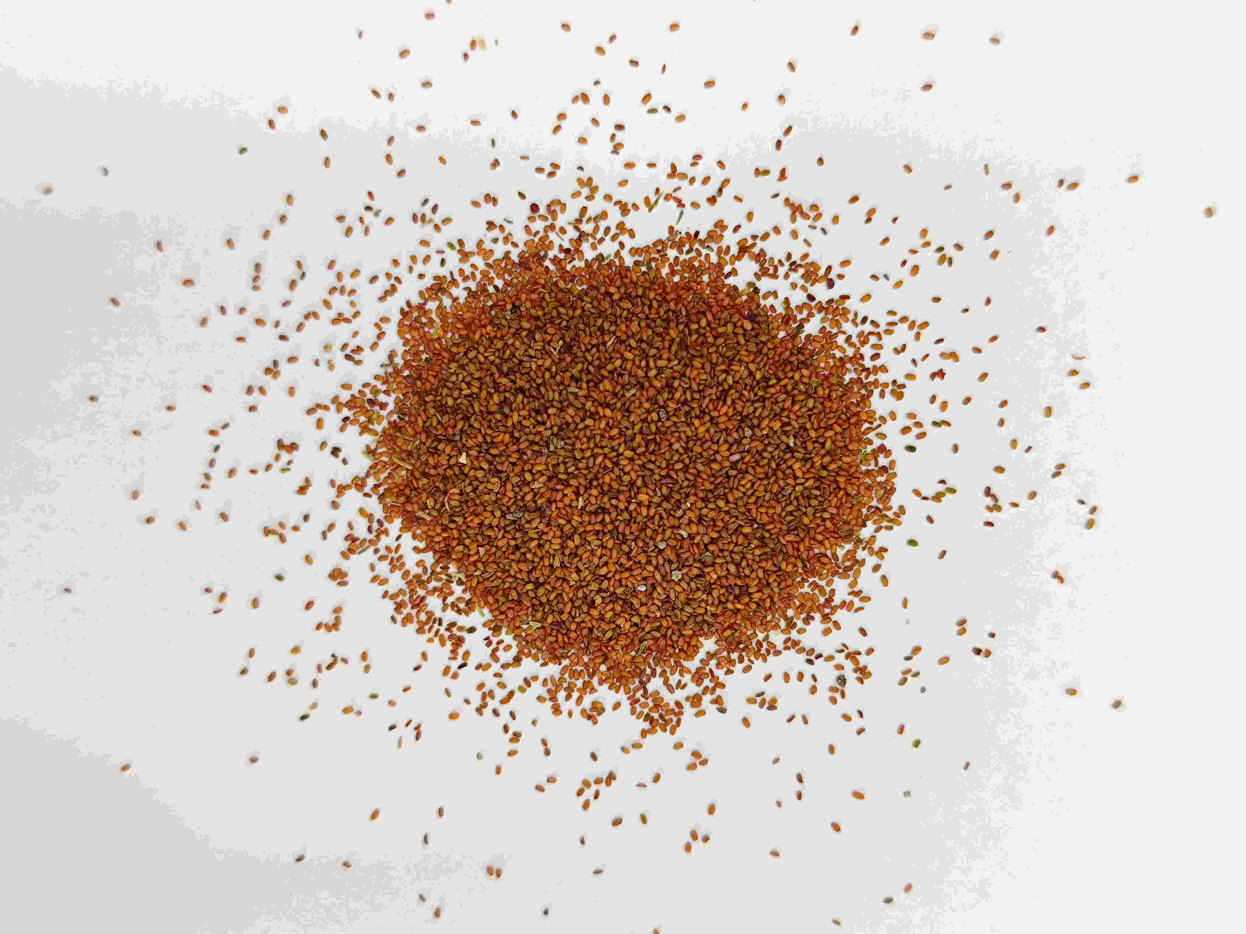 葶藶子（t&iacute;ngl&igrave;zǐ）