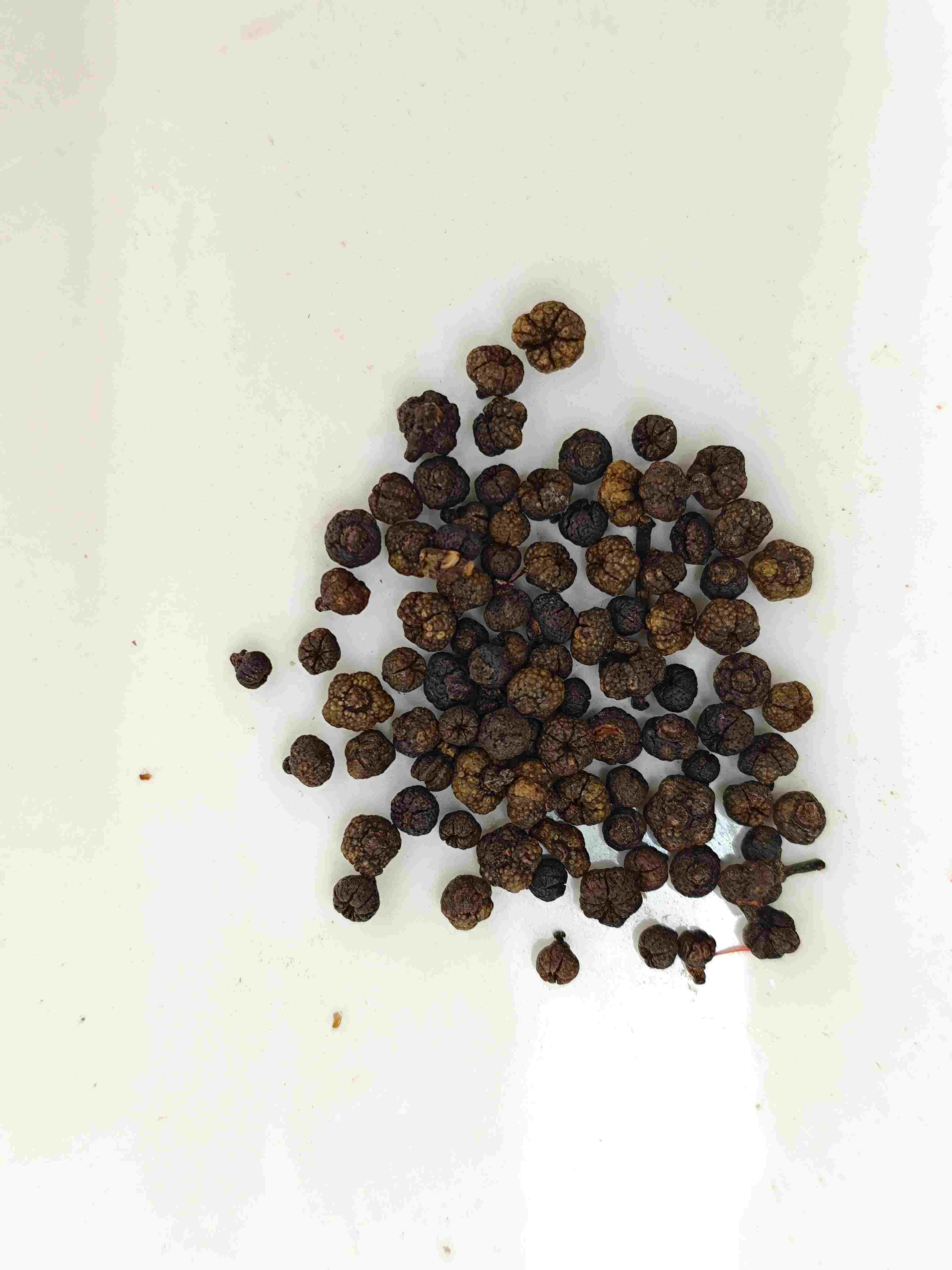 制吳茱萸（Zh&igrave;w&uacute;zhūy&uacute;）