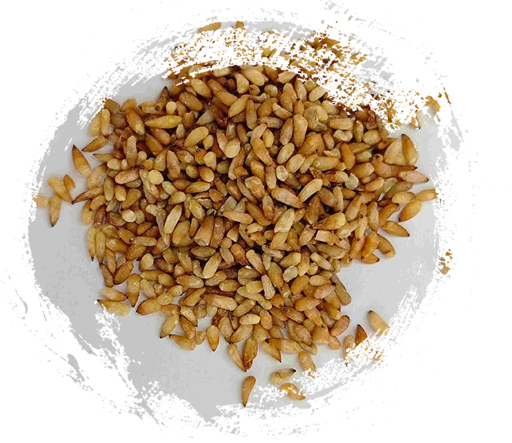 柏子仁（bǎizǐrén）