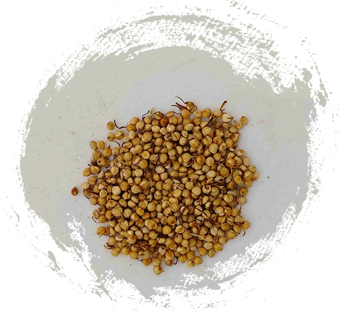 炒穀芽（chǎogǔyá）