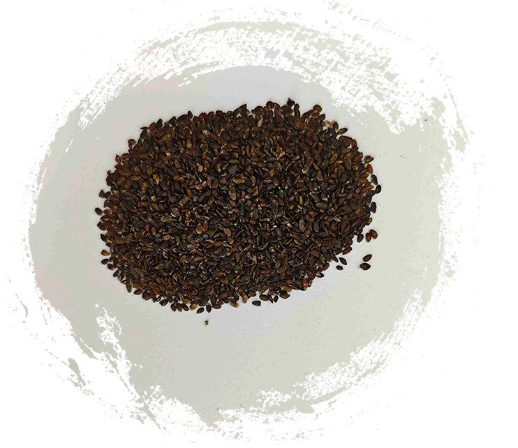 車前子（Cheqianzi）