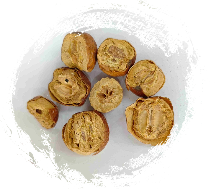 川楝子（ChuānLiánZǐ）