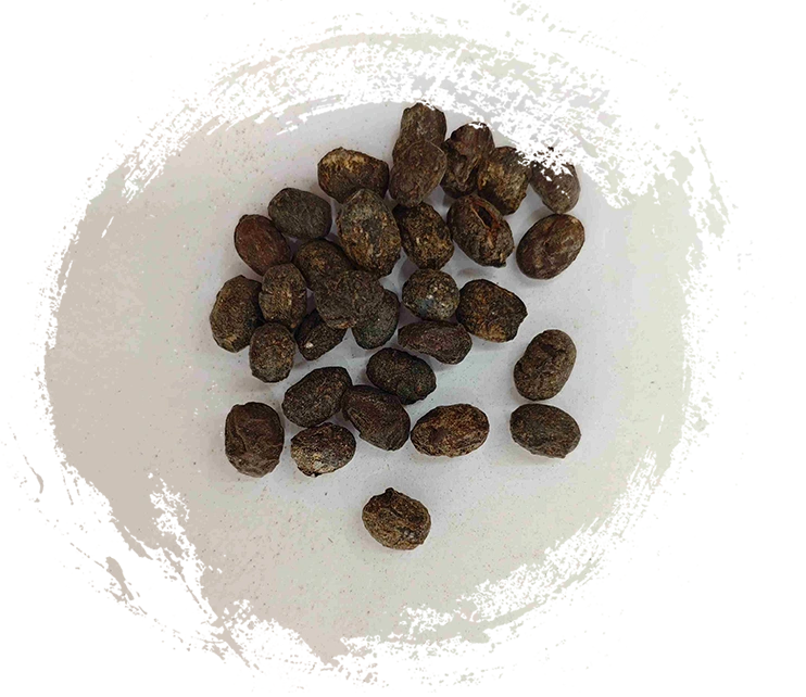 淡豆豉（dàndòuChǐ）