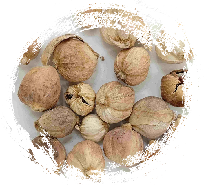 荳蔻（dòukòu）