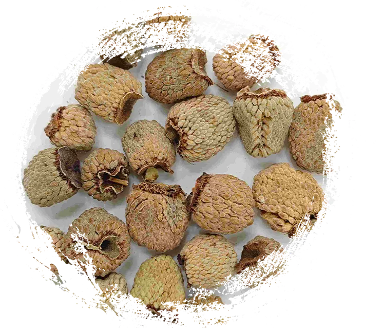  覆盆子（fùpénZǐ）