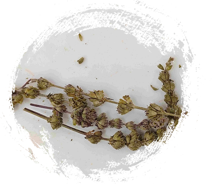 荊芥穗（jīngjièsuì）