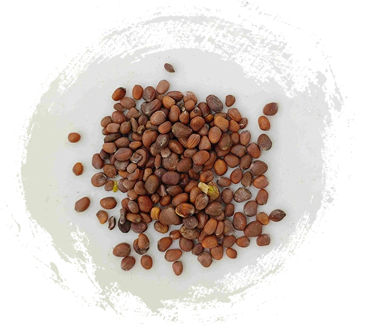 萊菔子（làifúzǐ）