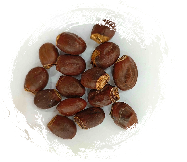 荔枝核（LìzhīHé）