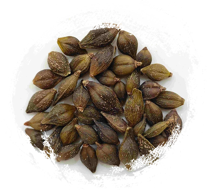 連翹（Liánqiào）