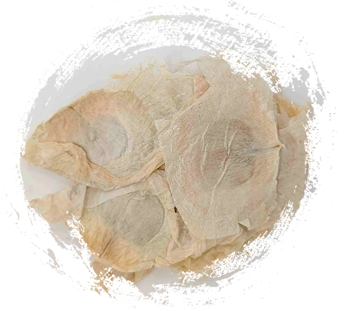 木蝴蝶（mùhúdié）