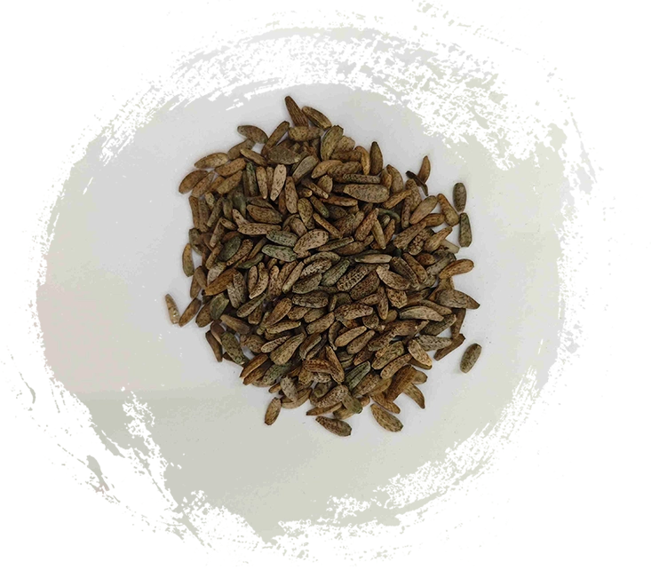 牛蒡子（Niúbàngzǐ）