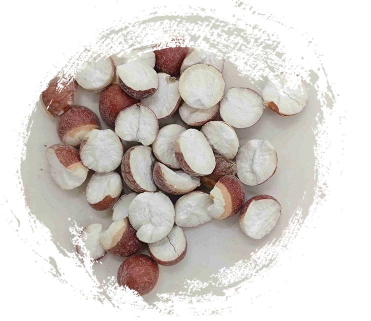 芡實（Qiànshí）