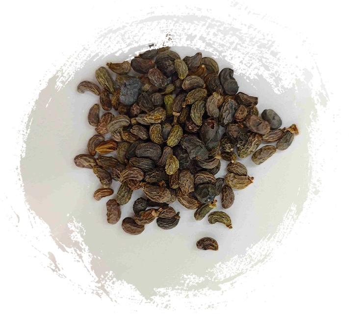 女貞子（nǚzhēnzǐ）