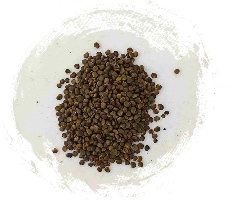 沙苑子（shāyuànzǐ）