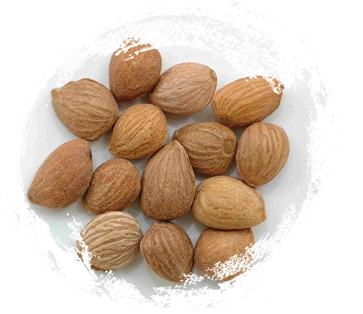 桃仁（Táorén）