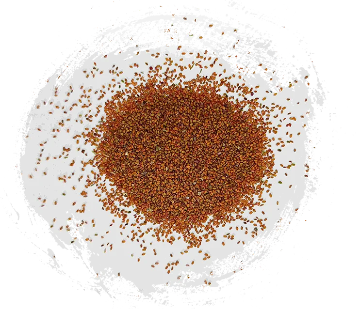 葶藶子（tínglìzǐ）