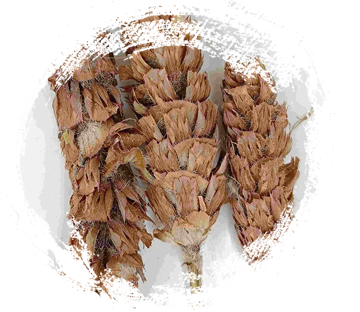 夏枯草球（Xiàkūcǎo）