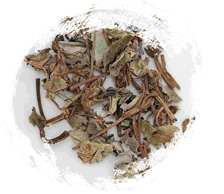 中藥植物：獨特功效及其治療應用