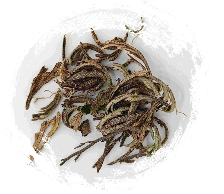 卷柏（JuǎnBǎi）