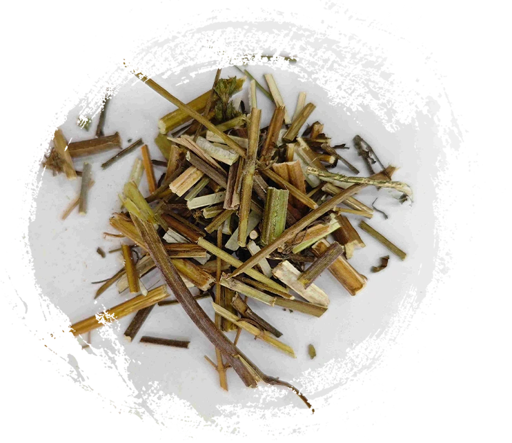 荊芥（Jīngjiè）