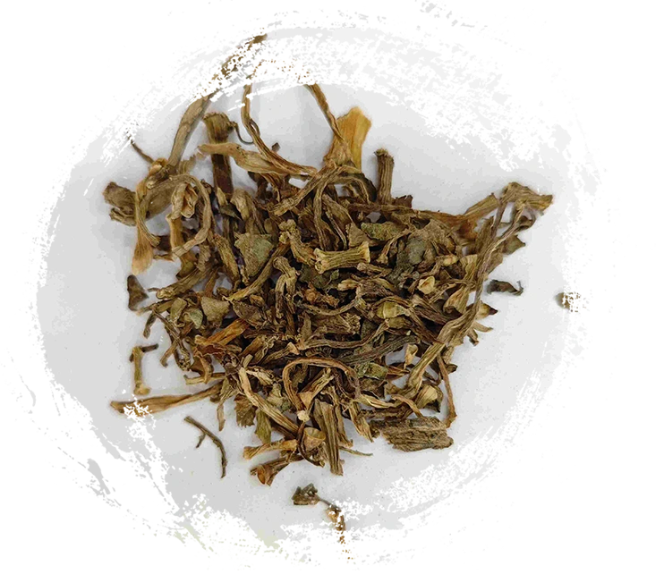 馬齒苋（mǎchǐxiàn）