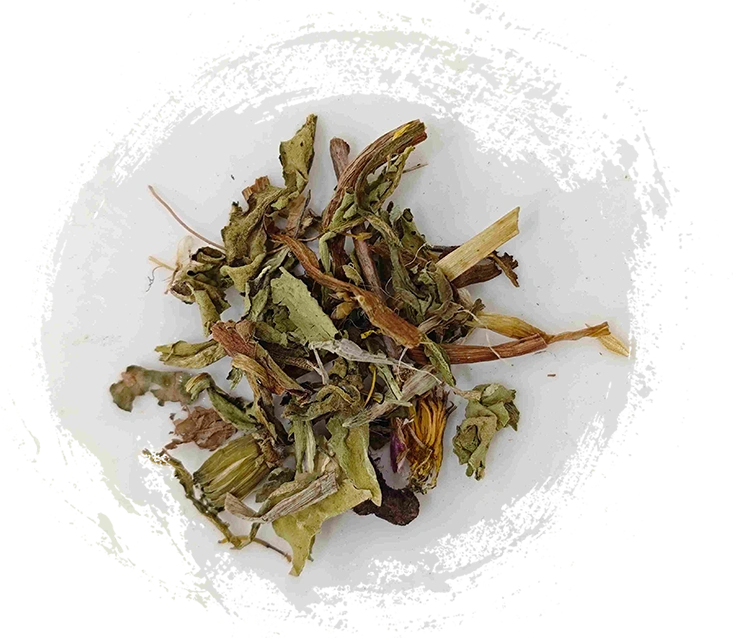 蒲公英（púgōngyīng）