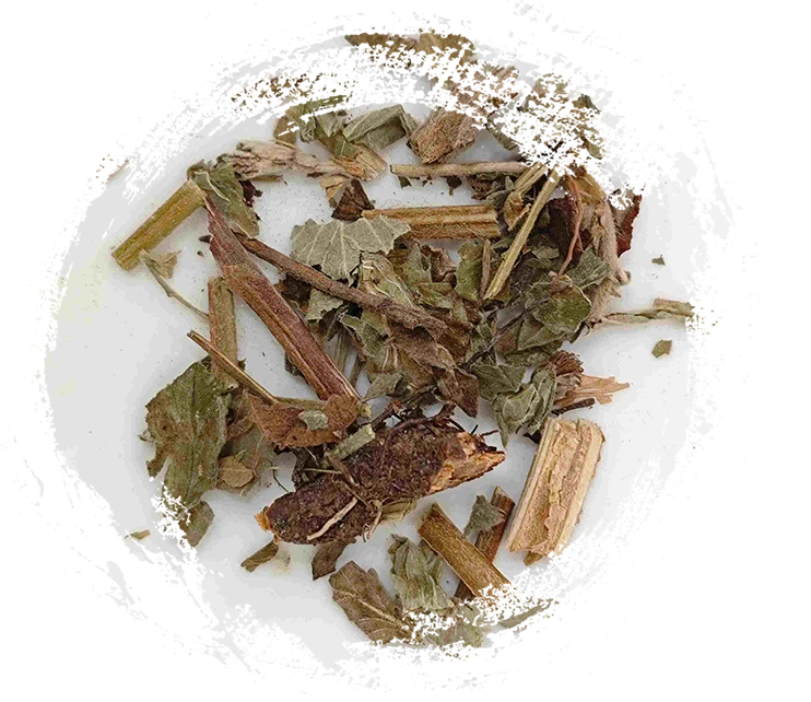 仙鶴草（XiānhèCǎo）