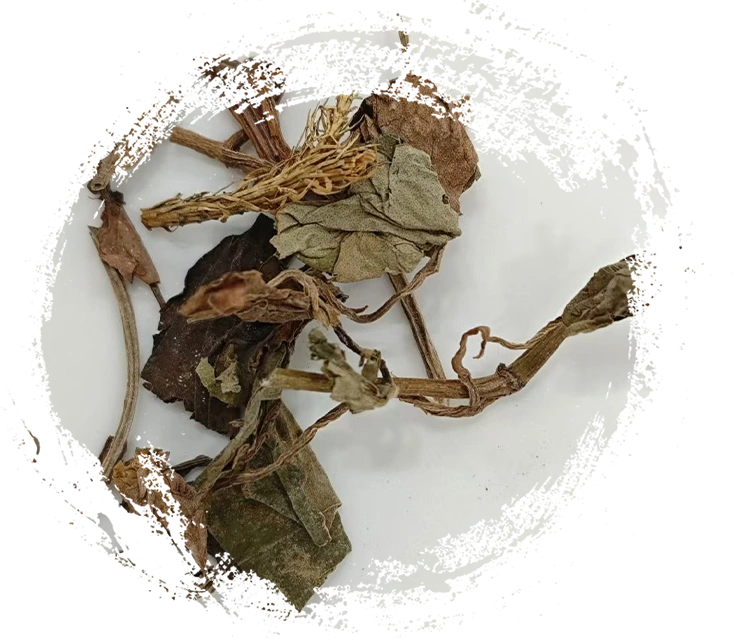 中藥植物的主要特徵