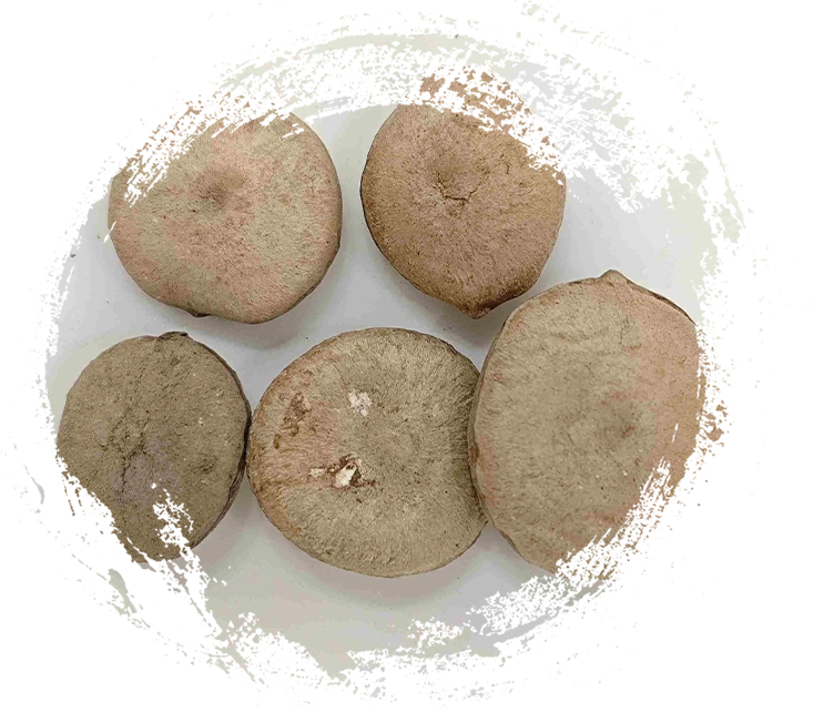 植物性中藥材分解：如何區分根莖、種子、花與藻類