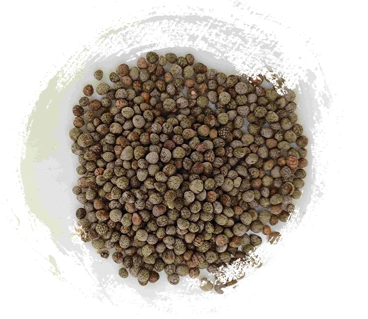 紫蘇子（ZǐSūzǐ）