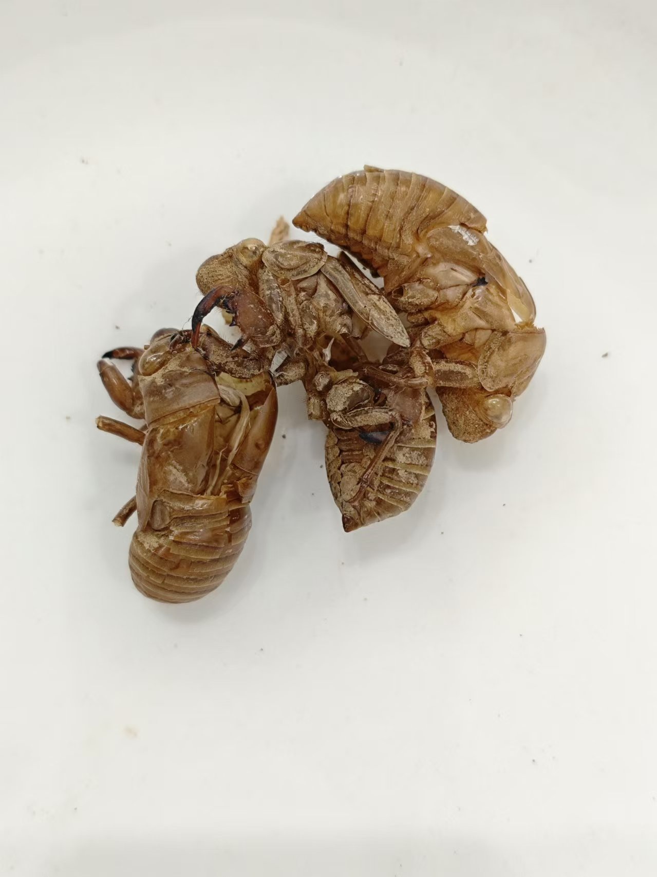 蟬蛻（Ch&aacute;ntu&igrave;）