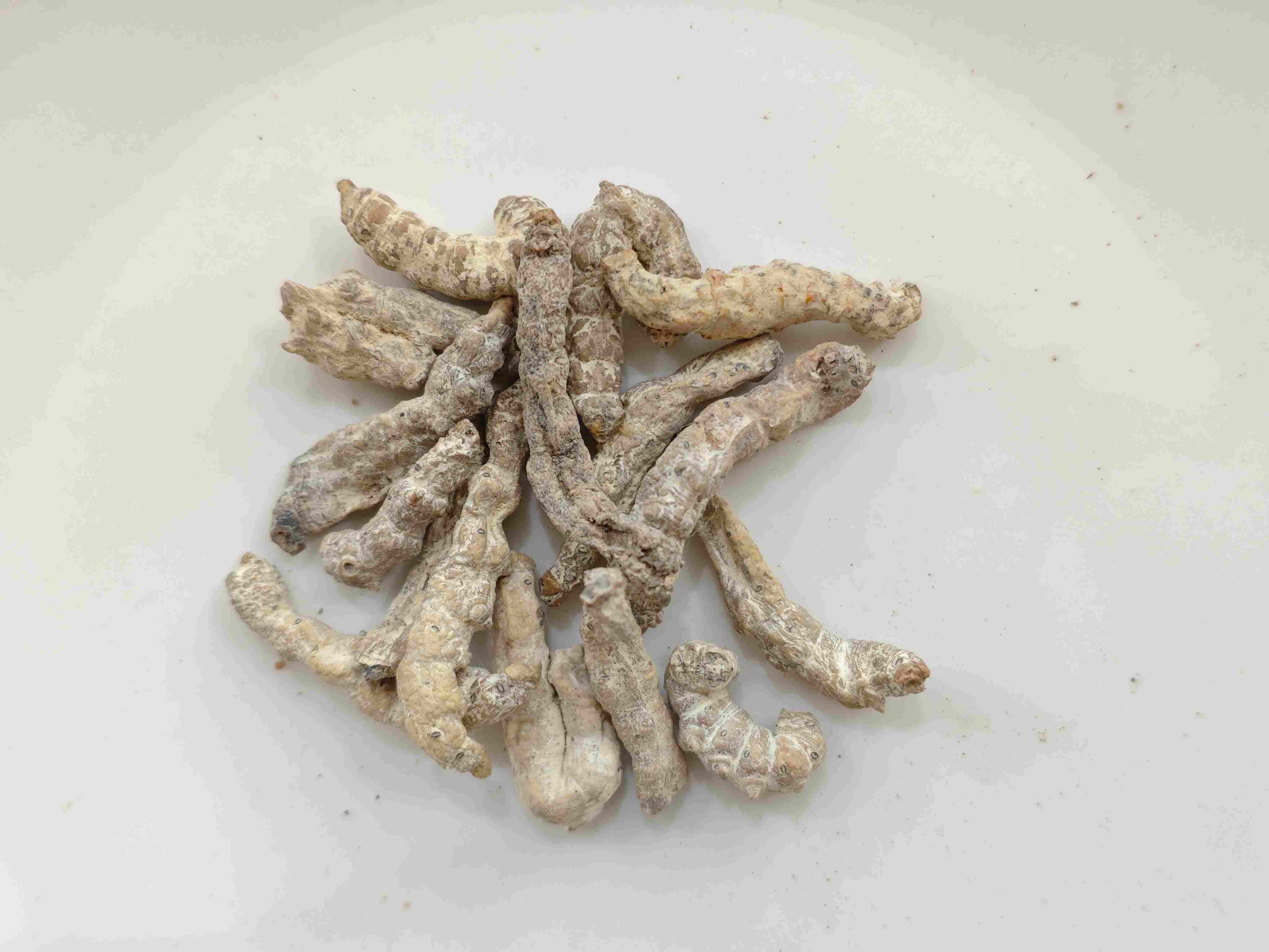 僵蠶（Jiāngc&aacute;n）