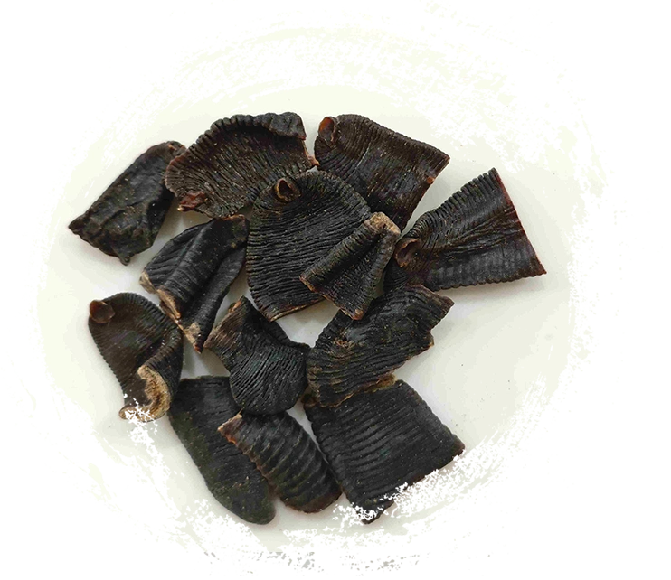 水蛭（shuǐzhì）