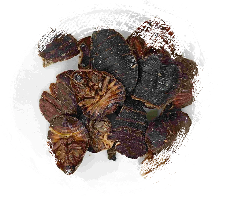 土鱉蟲（tǔbiēchóng）