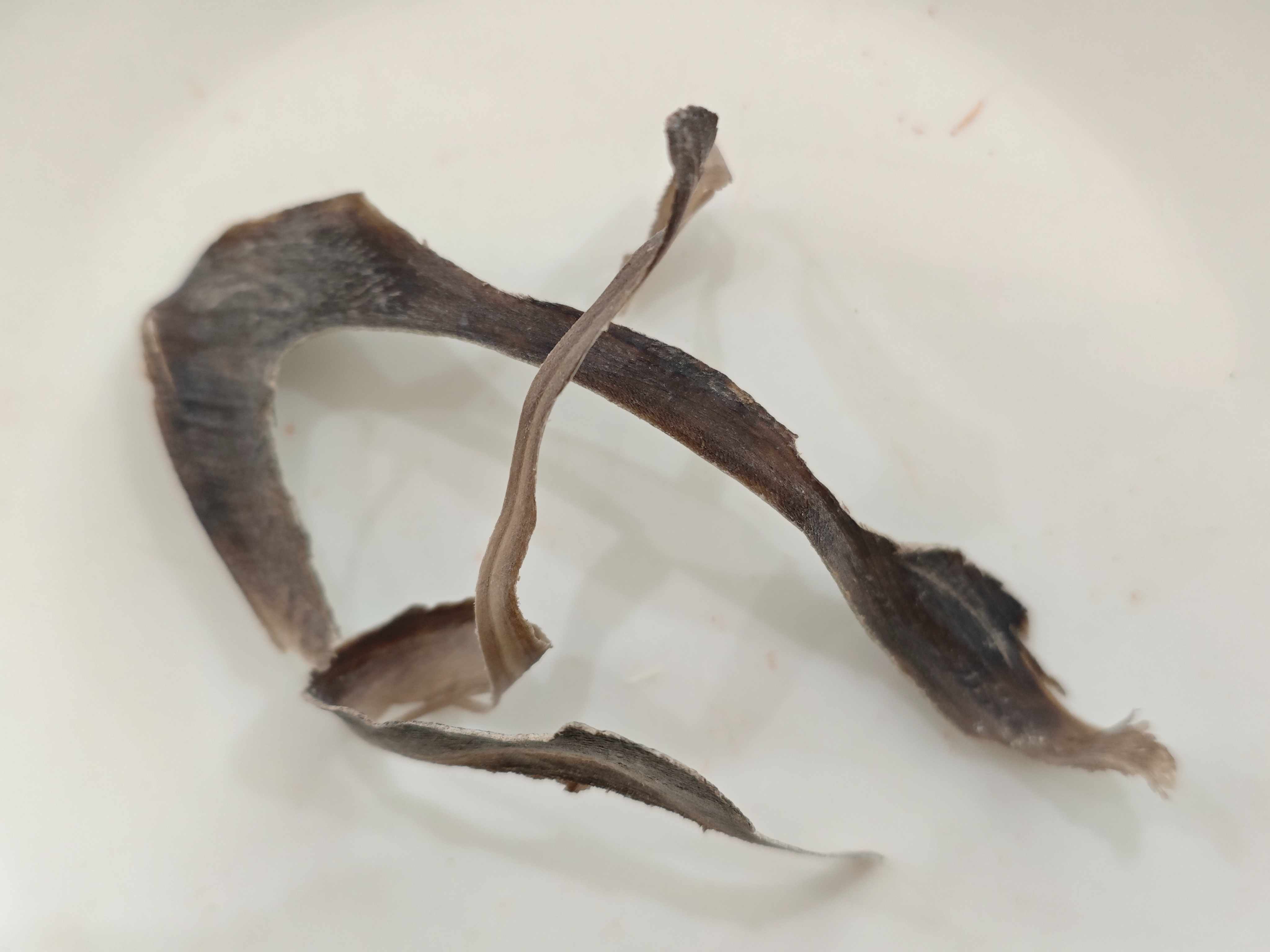 水牛角（shuǐni&uacute;jiǎo）